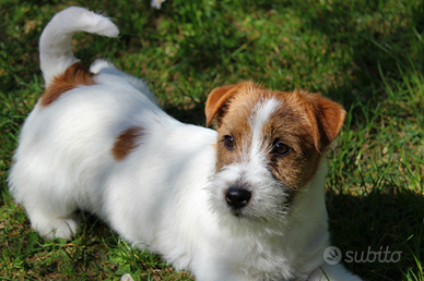 Cuccioli jack russell terrier
