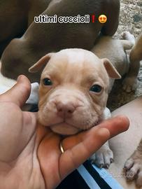 Pitbull