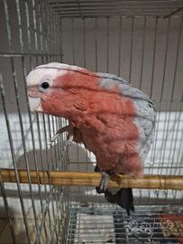 Cacatua rosa