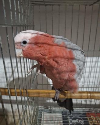 Cacatua rosa
