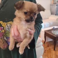 Cucciola di chihuahua