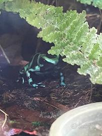 Dendrobates auratus anno 2024