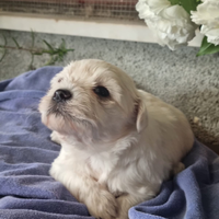 Cuccioli Maltese