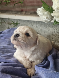 Cuccioli Maltese