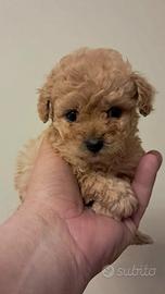 Maltipoo maschio