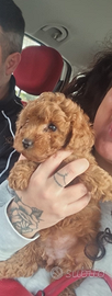 Cuccioli barboncino toy red