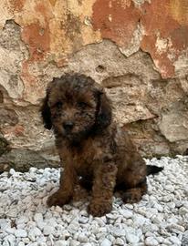 Barboncino Toy Maschietto colore Brindle (marrone)