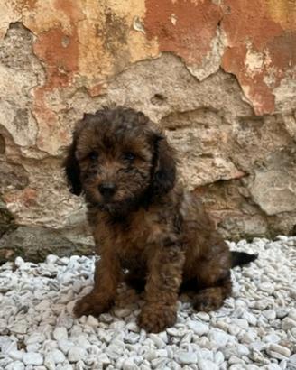 Barboncino Toy Maschietto colore Brindle (marrone)