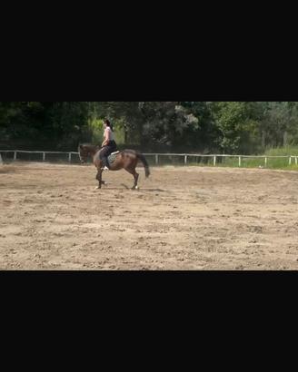 Pony