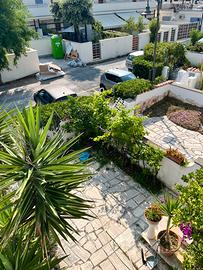 Piccola capri- Ardea