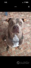 Pitbull silver red nose per monta