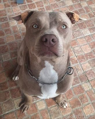 Pitbull silver red nose per monta