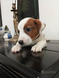 Jack Russell femmina zampa corta