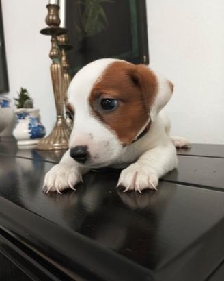 Jack Russell femmina zampa corta