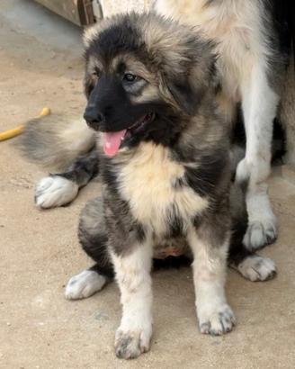 Cuccioli Pastore del Caucaso