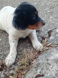 Cuccioli di setter Inglese