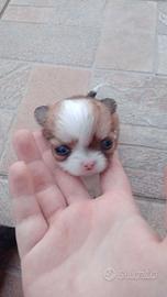 Chihuahua miny toy
