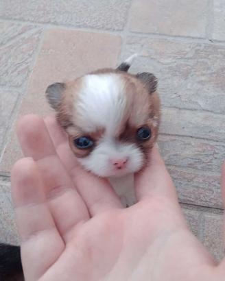 Chihuahua miny toy