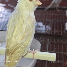 Canarini Isabella gialli