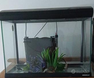 Acquario