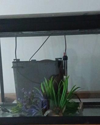 Acquario