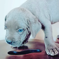 Cuccioli corso grigio blue e nero con pedigree