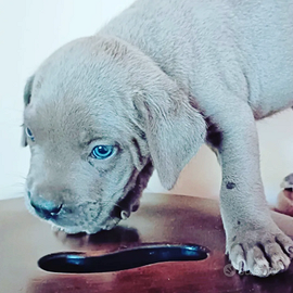 Cuccioli corso grigio blue e nero con pedigree