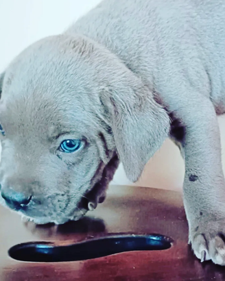 Cuccioli corso grigio blue e nero con pedigree