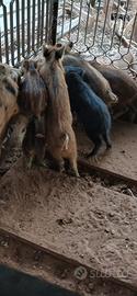 Animale