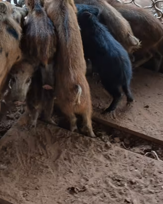 Animale