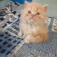 Deliziosi cuccioli persiani