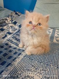 Deliziosi cuccioli persiani