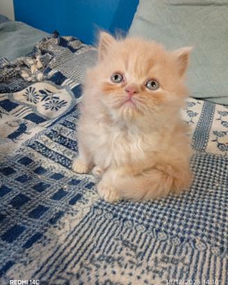 Deliziosi cuccioli persiani