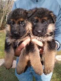 Cuccioli pastore tedesco
