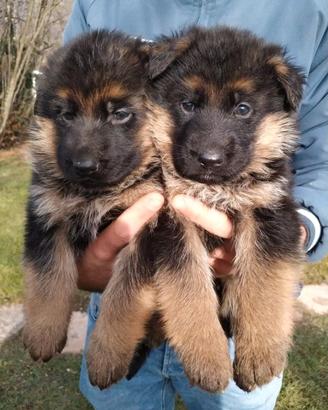 Cuccioli pastore tedesco