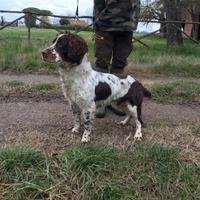Springer spaniel maschio
