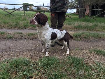 Springer spaniel maschio