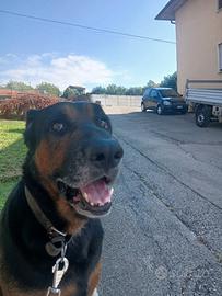 Lapo 5 anni malinois x dobermann