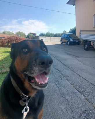 Lapo 5 anni malinois x dobermann