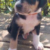 Cuccioli incrocio pastore australiano