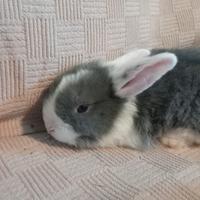 Disponibile Coniglio Ariete