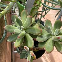 Pianta BABY Echeveria pulvinata