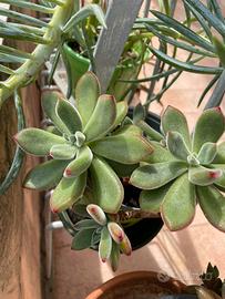 Pianta BABY Echeveria pulvinata