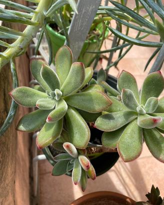 Pianta BABY Echeveria pulvinata