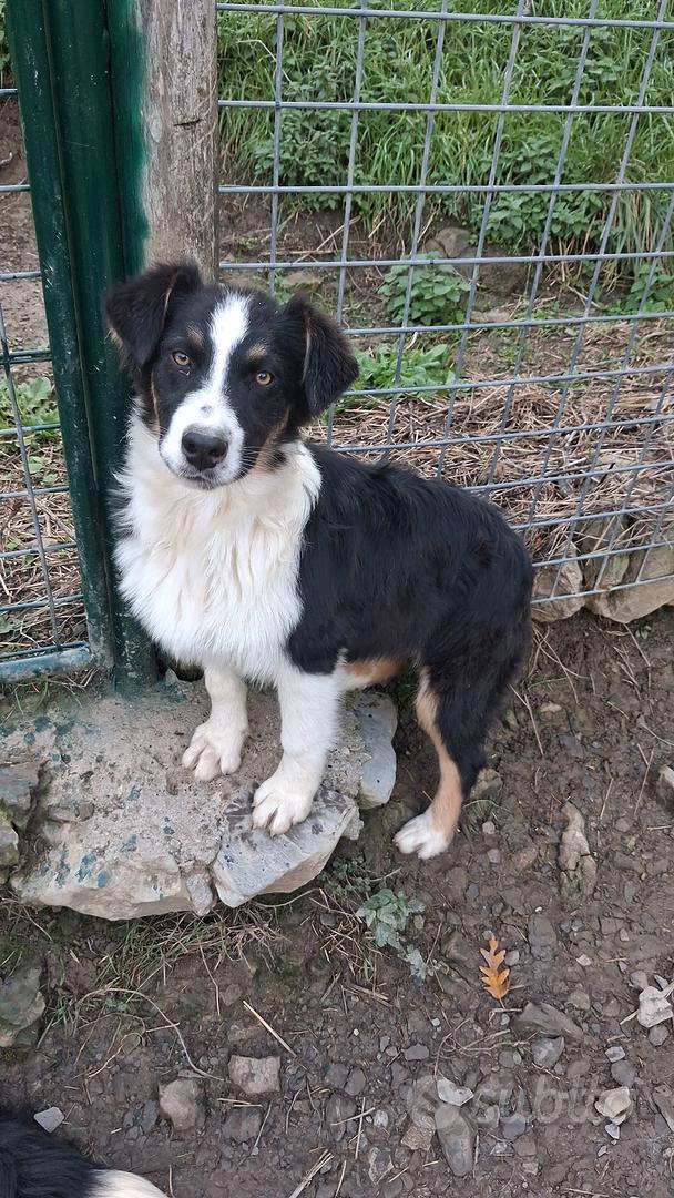 Cucciolo australian shepherd tricolore pedigree - Animali In vendita a ...