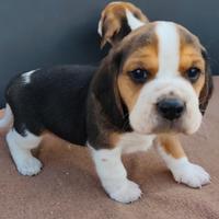 Beagle pedigree enci