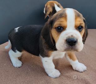 Beagle pedigree enci