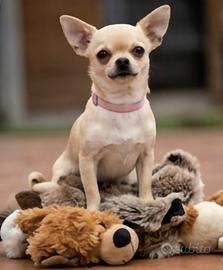 Chihuahua 4 anni