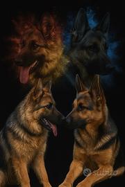 In arrivo cuccioli pastore tedesco