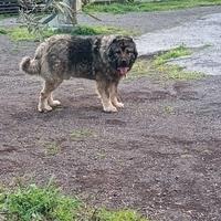 Pastore del Caucaso per monta